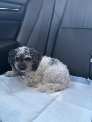 Lost Male Dog last seen shelter dr Port Saint Lucie Florida 34952, Port St. Lucie, FL 34952