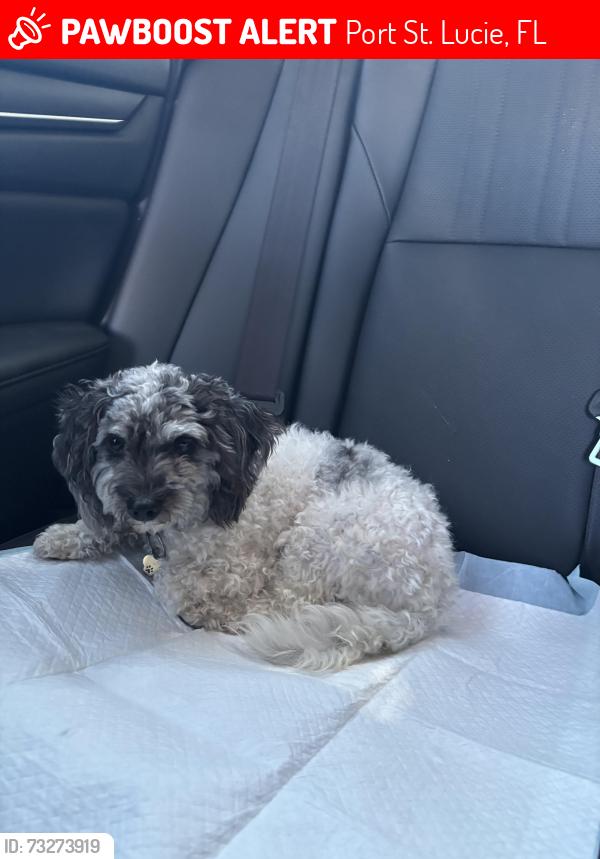 Lost Male Dog last seen shelter dr Port Saint Lucie Florida 34952, Port St. Lucie, FL 34952