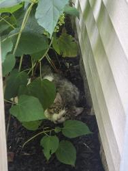 Found/Stray Unknown Cat last seen Boston Blvd and Pettis St, near MLK and My Hope, Lansing, MI 48910