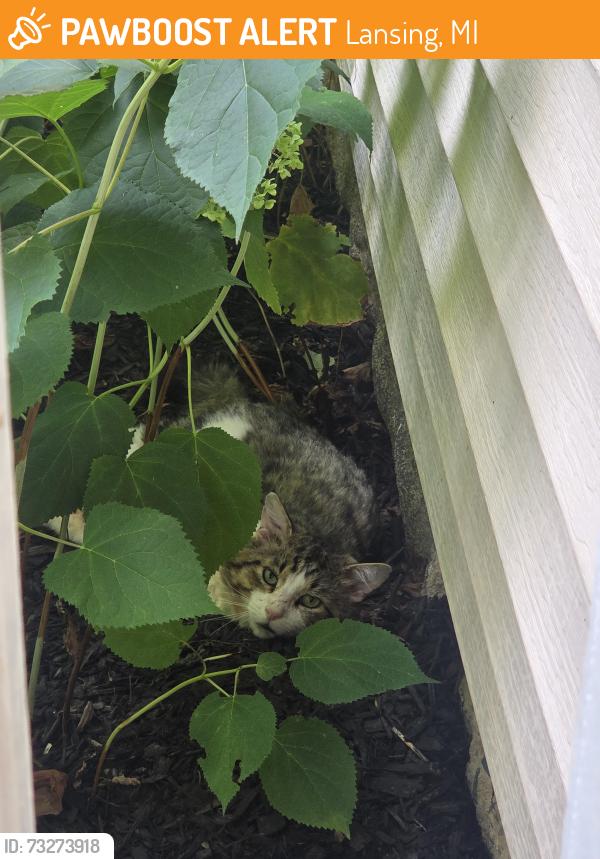 Found/Stray Unknown Cat last seen Boston Blvd and Pettis St, near MLK and My Hope, Lansing, MI 48910