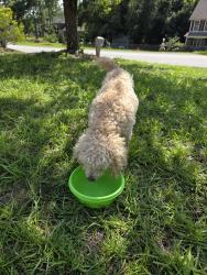 Found/Stray Unknown Dog last seen Bucktail road, Fayetteville, NC 28311