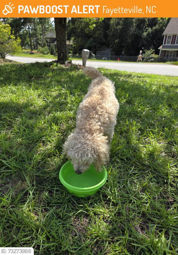 Found/Stray Unknown Dog last seen Bucktail road, Fayetteville, NC 28311