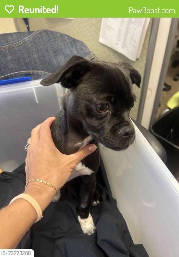 Reunited Male Dog last seen 250a Roswell dr. Milpitas, Milpitas, CA 95035