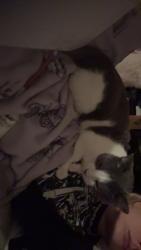 Lost Male Cat last seen northern woods apmts, Columbus, OH 43231