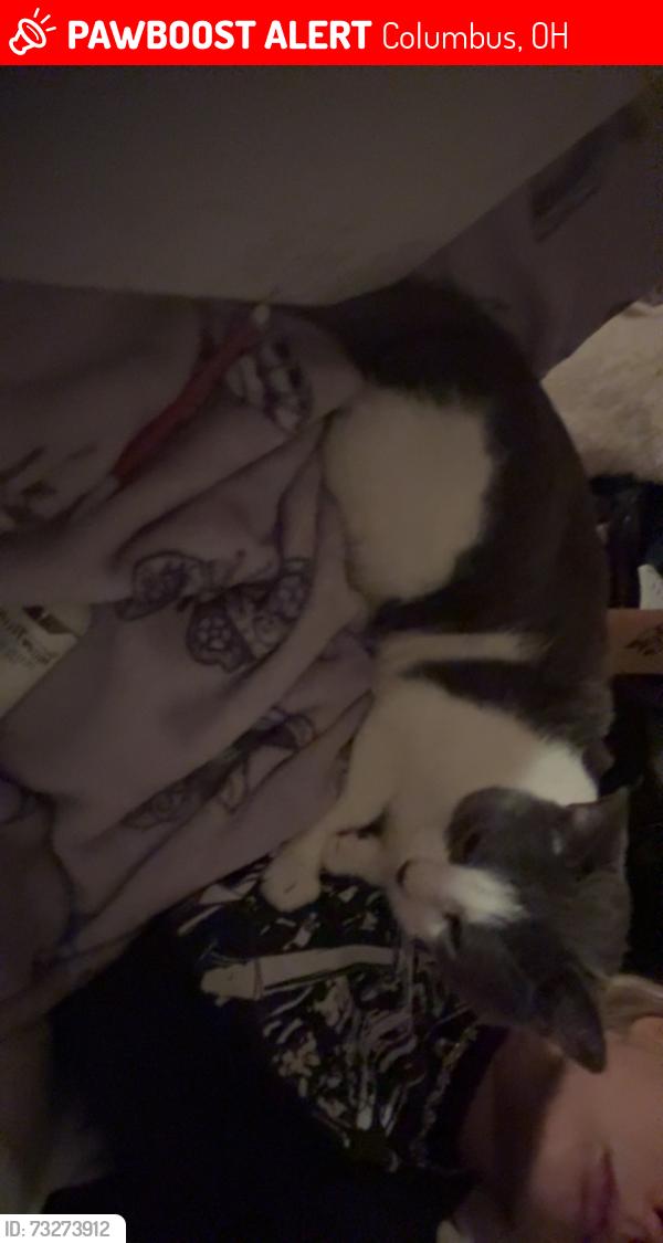 Lost Male Cat last seen northern woods apmts, Columbus, OH 43231