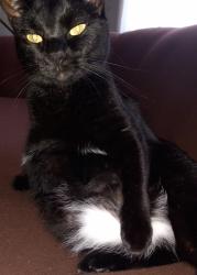 Reunited Female Cat last seen Kenwood drive north and Kentucky line, Levittown, PA 19055