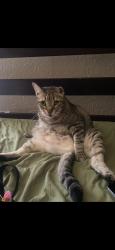 Reunited Male Cat last seen Falcon Lakes apmts, Arlington, TX 76001