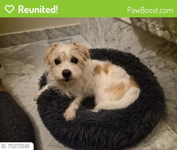 Reunited Female Dog last seen 14th St & Spring Rd. NW, Washington, DC 20010