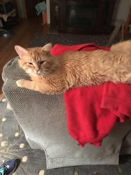 Lost Male Cat last seen Brookfield MA, Brookfield, MA 01506