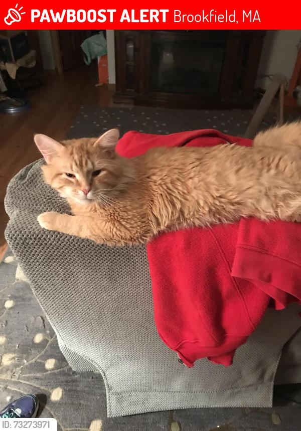 Lost Male Cat last seen Brookfield MA, Brookfield, MA 01506