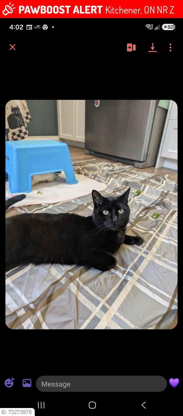 Lost Male Cat last seen Parkvale and Maitland, Kitchener, ON N2R 1Z2