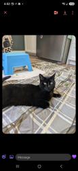 Lost Male Cat last seen Parkvale and Maitland, Kitchener, ON N2R 1Z2