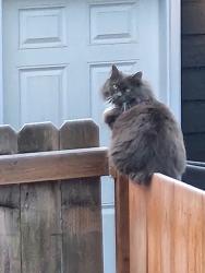 Lost Female Cat last seen Near 69th Dr NE, Marysville, WA 98270