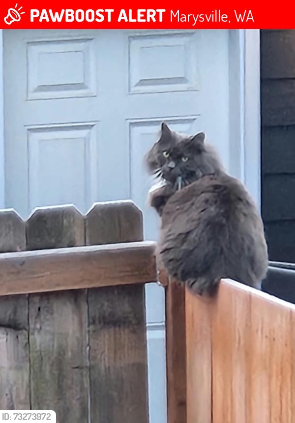 Lost Female Cat last seen Near 69th Dr NE, Marysville, WA 98270