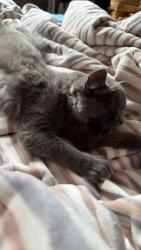Reunited Female Cat last seen Nahaniway & Delaware Dr area, Mississauga, ON L4Z 3J4