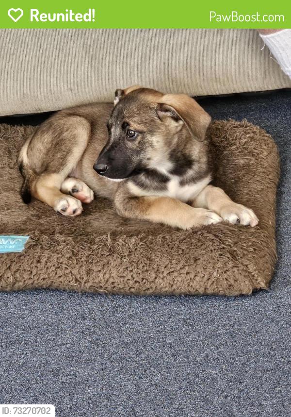 Reunited Male Dog last seen East Jewell and Watkins Rd., Aurora, CO 80137