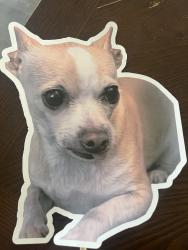 Lost Female Dog last seen 1st and newhope, 1st and harbor, 1st and McFadden, Santa Ana, CA 92704