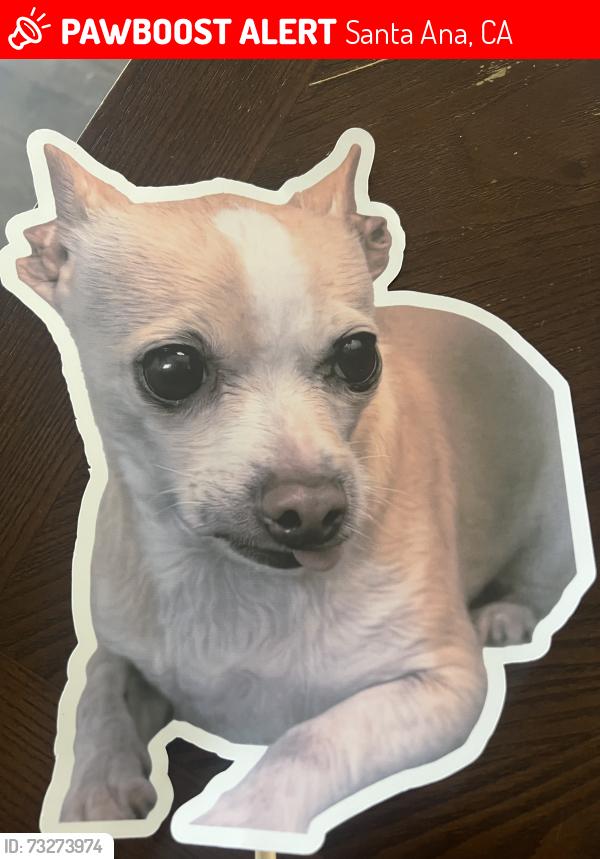 Lost Female Dog last seen 1st and newhope, 1st and harbor, 1st and McFadden, Santa Ana, CA 92704