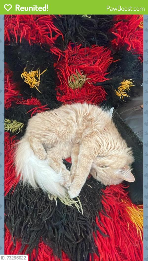 Reunited Male Cat last seen n. oltendorf and chrisman, Streamwood, IL 60107
