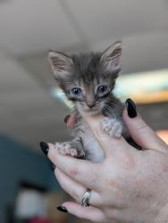 Shelter Stray Female Cat last seen Bexar County, 3353 Morningside Dr, New Braunfels, TX 78132, USA