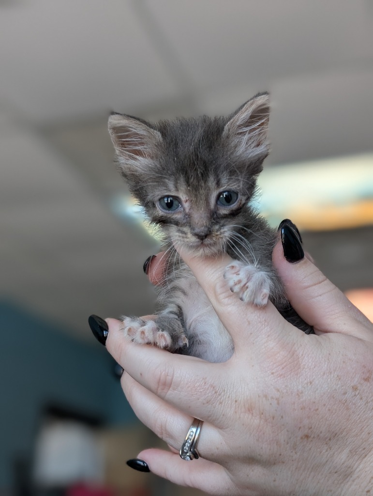 Shelter Stray Female Cat last seen Bexar County, 3353 Morningside Dr, New Braunfels, TX 78132, USA