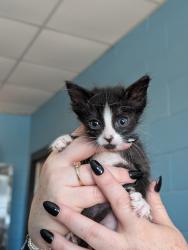 Shelter Stray Male Cat last seen Bexar County, 3353 Morningside Dr, New Braunfels, TX 78132, USA