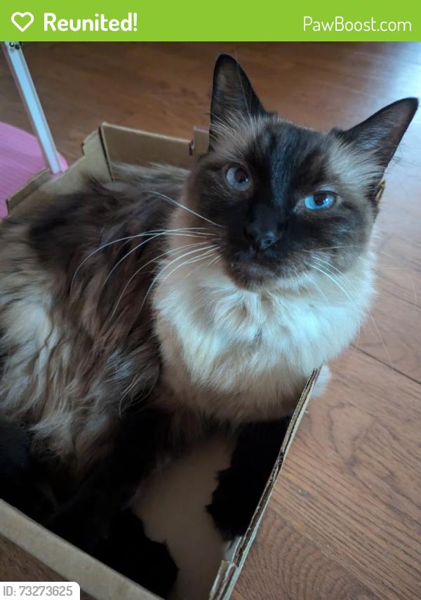 Reunited Male Cat last seen Rolling Glen Dr and Wingfield, Spring, TX 77373