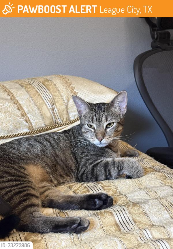 Found/Stray Female Cat last seen League City Parkway, League City, TX 77573