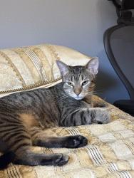 Found/Stray Female Cat last seen League City Parkway, League City, TX 77573