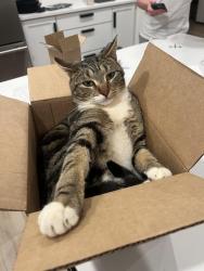 Lost Male Cat last seen Ocean drive, Roscoe drive, S main st, Greer, SC 29651