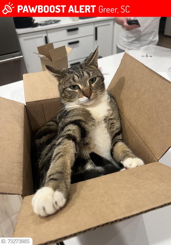 Lost Male Cat last seen Ocean drive, Roscoe drive, S main st, Greer, SC 29651