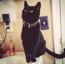 Lost Male Cat last seen The Reserve at Twin Oaks apmts, Clarkston, GA 30021
