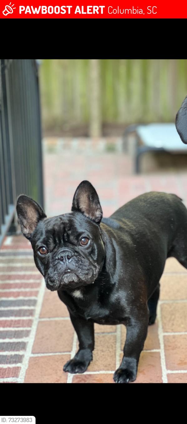 Lost Male Dog last seen USC Smokestacj, Columbia, SC 29205