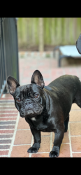 Lost Male Dog last seen USC Smokestacj, Columbia, SC 29205