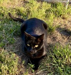 Reunited Male Cat last seen Castlebrooke Lane & Palestine Road, Pine Forest, NC 28356