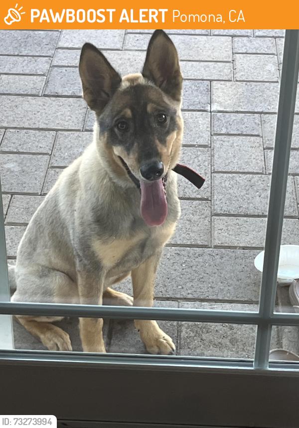 Found/Stray Female Dog last seen Arrow and Mountain, Pomona, CA 91767