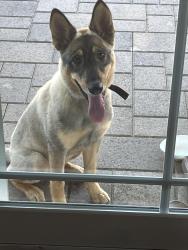 Found/Stray Female Dog last seen Arrow and Mountain, Pomona, CA 91767