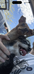 Found/Stray Female Dog last seen 96th and federal boulevard, Federal Heights, CO 80260