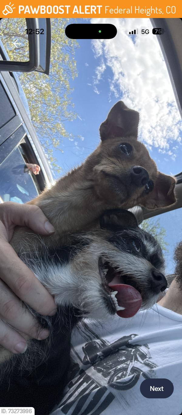 Found/Stray Female Dog last seen 96th and federal boulevard, Federal Heights, CO 80260
