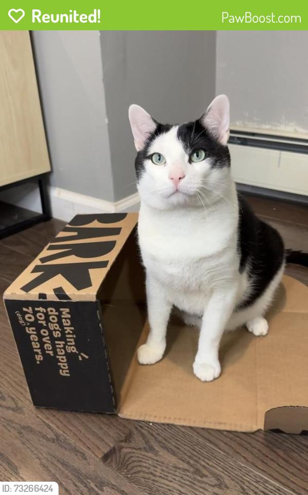 Reunited Male Cat last seen Near storms ave, Jersey City, NJ 07306