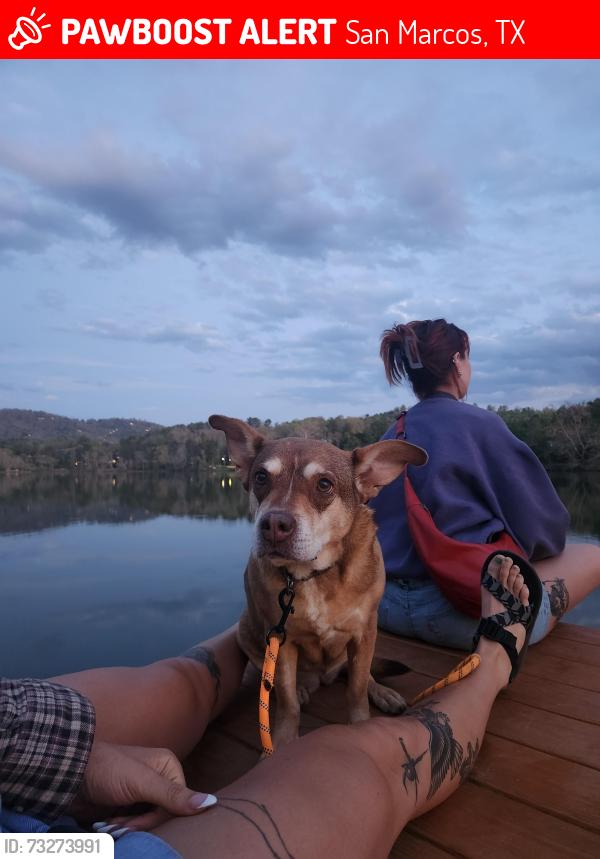 Lost Female Dog last seen Between Bishop and Hazelton, San Marcos, TX 78666