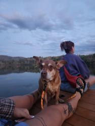 Lost Female Dog last seen Between Bishop and Hazelton, San Marcos, TX 78666