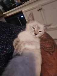Reunited Female Cat last seen Holiday travel park, Virginia Beach, VA 23451