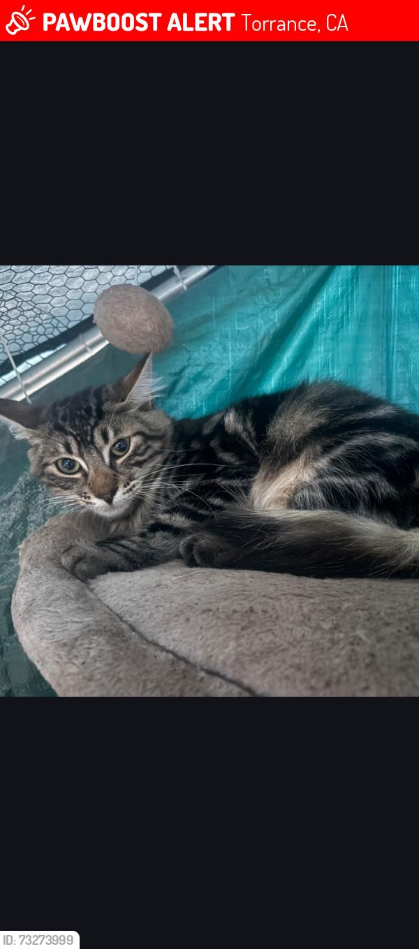 Lost Male Cat last seen Anza and newton, Torrance, CA 90505