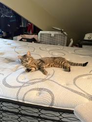 Reunited Male Cat last seen Lawrence and Leslie, Toronto, ON M3B 2B1