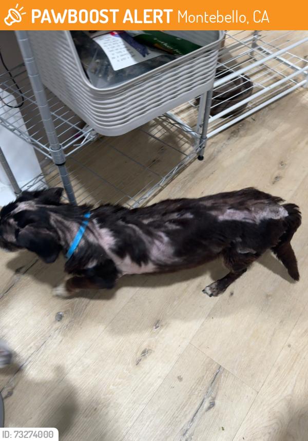 Found/Stray Male Dog last seen Montebello, Montebello, CA 90640