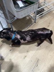 Found/Stray Male Dog last seen Montebello, Montebello, CA 90640