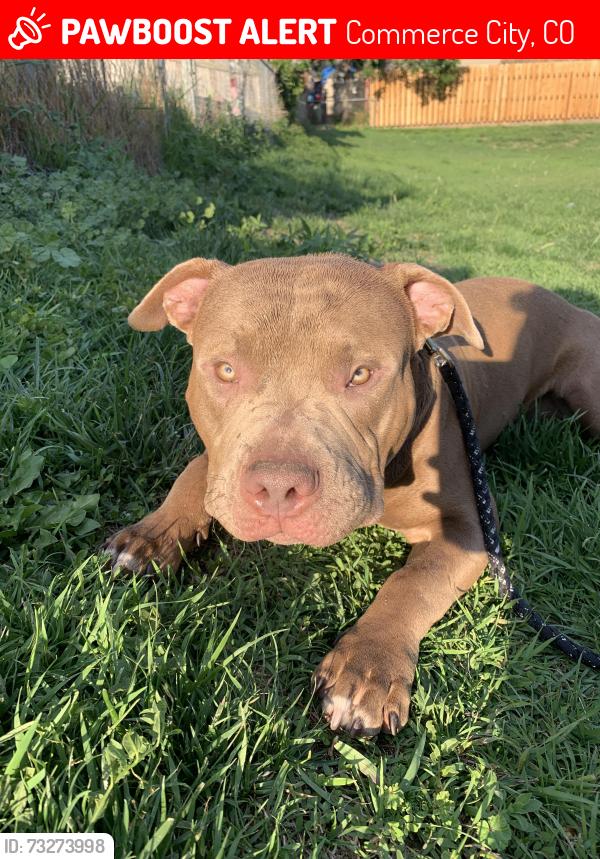 Lost Male Dog last seen DuPont elementary, Commerce City, CO 80022
