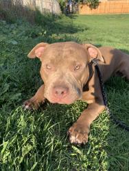Lost Male Dog last seen DuPont elementary, Commerce City, CO 80022