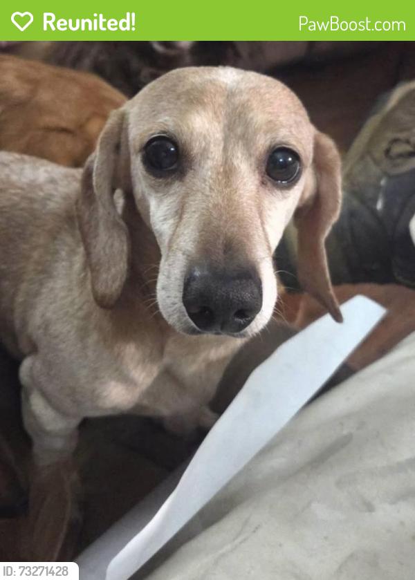 Reunited Male Dog last seen Kootz Rd, Lewis County, WA 98532